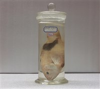 藏品(斜帶狐鯛)的圖片